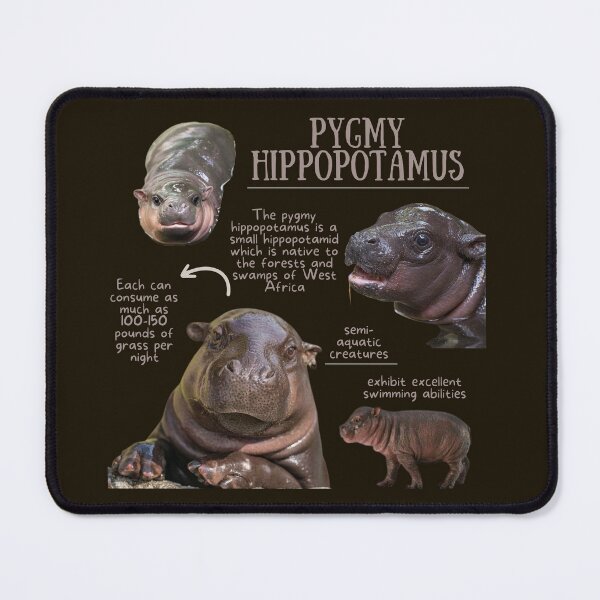 Item preview, Pygmy Hippopotamus Fun Fact designed and sold by KyleNesas.