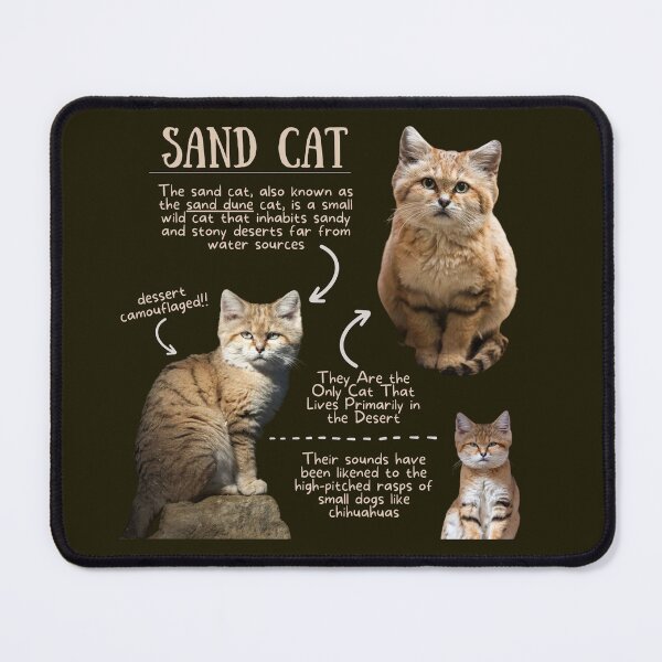 Item preview, Sand Cat Fun Fact designed and sold by KyleNesas.