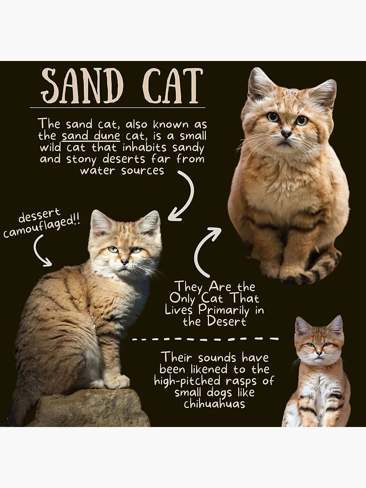 Feline Fun Facts About Cats Black Cat Facts: 10 Fun And