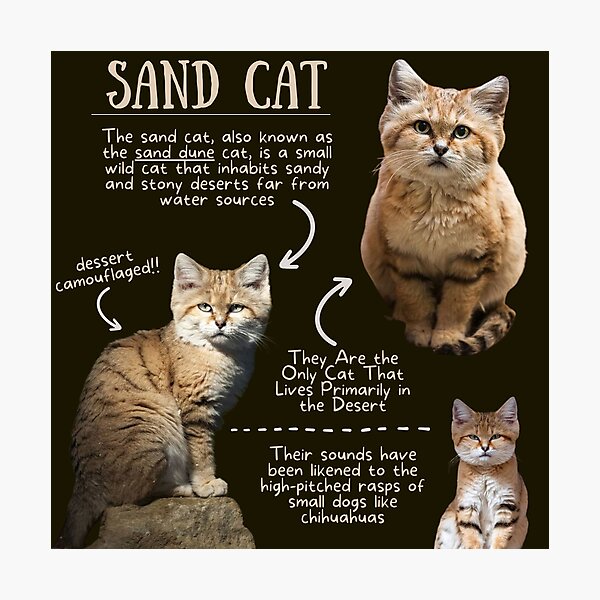 Item preview, Sand Cat Fun Fact designed and sold by KyleNesas.