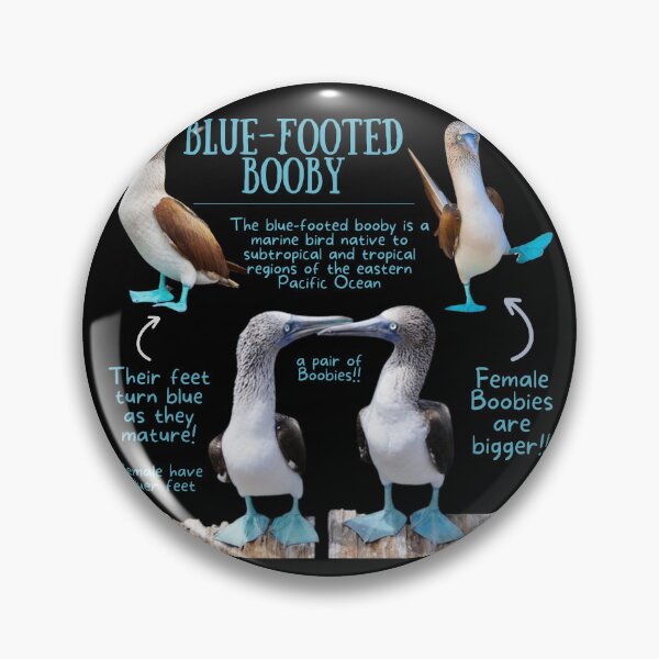 Item preview, Blue-footed Booby Fun Fact designed and sold by KyleNesas.