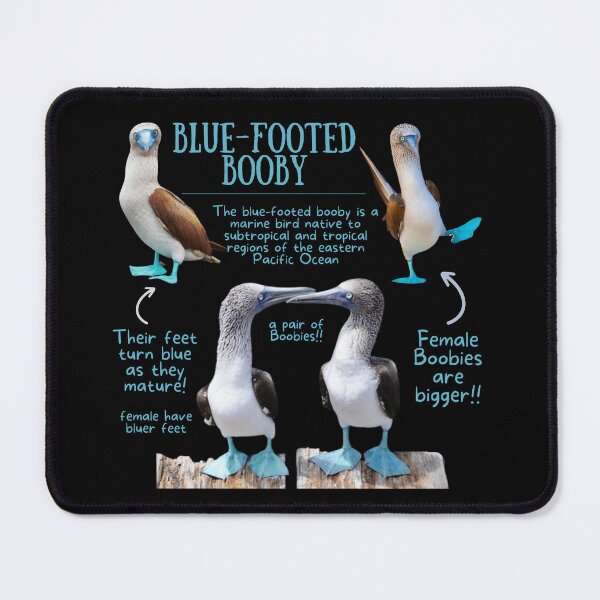 Item preview, Blue-footed Booby Fun Fact designed and sold by KyleNesas.