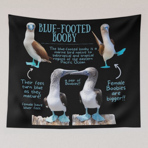 Item preview, Blue-footed Booby Fun Fact designed and sold by KyleNesas.