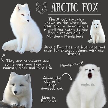 Arcti the Arctic Fox