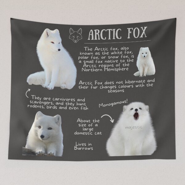 Item preview, Arctic Fox Fun Fact designed and sold by KyleNesas.