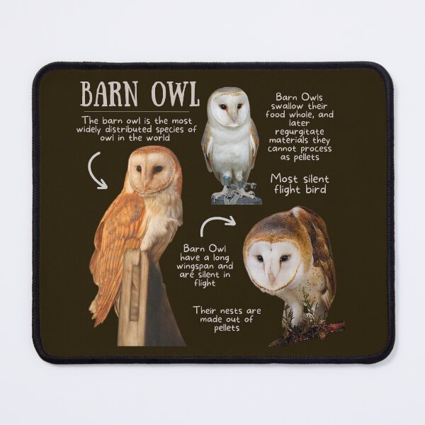 Item preview, Barn Owl Fun Fact designed and sold by KyleNesas.