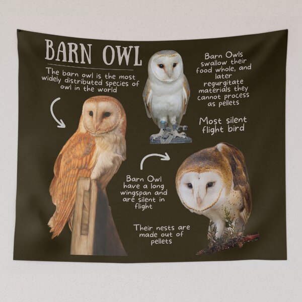 Item preview, Barn Owl Fun Fact designed and sold by KyleNesas.