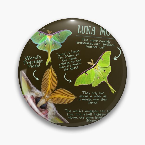 Item preview, Luna Moth Fun Fact designed and sold by KyleNesas.