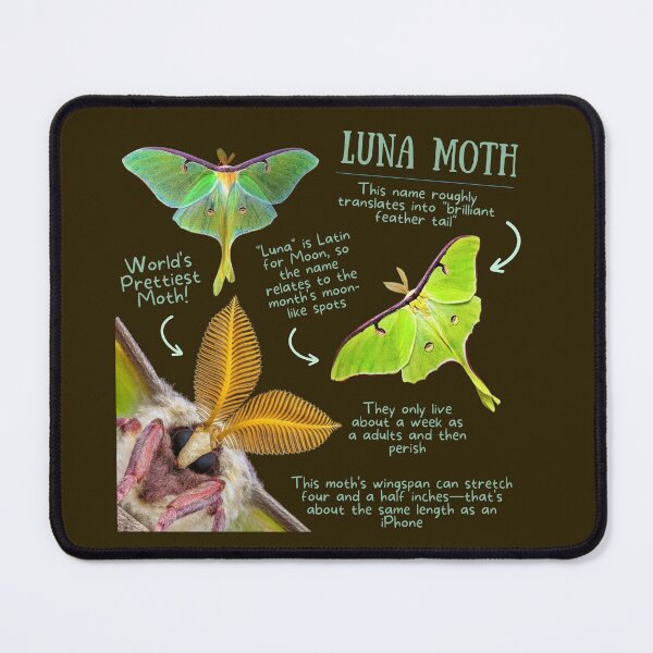 Item preview, Luna Moth Fun Fact designed and sold by KyleNesas.
