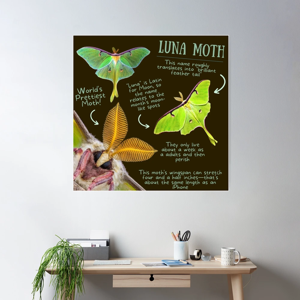 Luna Moth Fun Fact | Poster