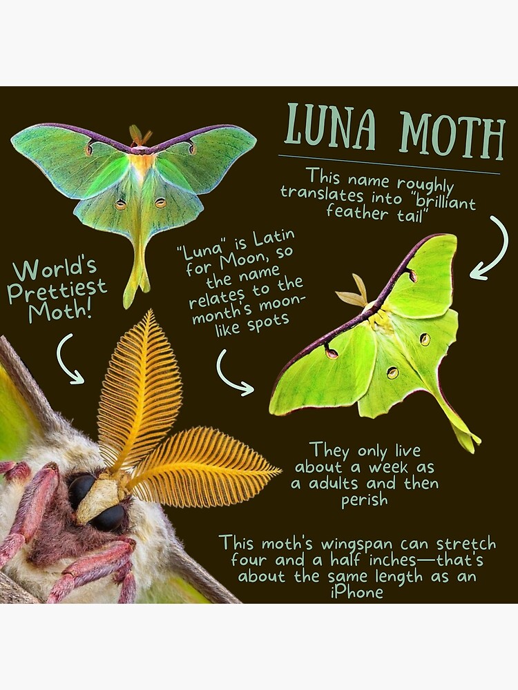 "Luna Moth Fun Fact" Poster for Sale by KyleNesas Redbubble