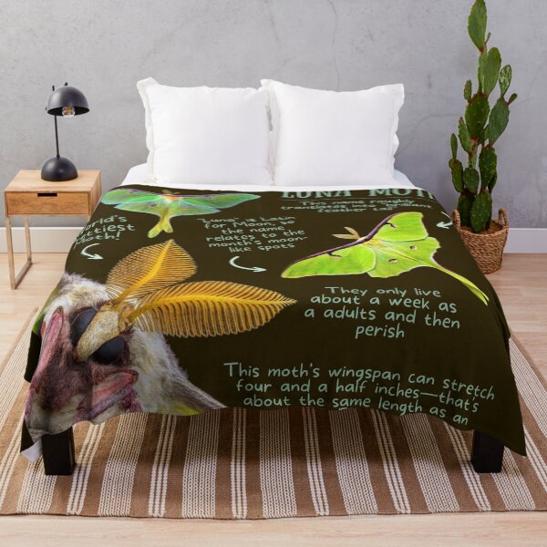 Item preview, Luna Moth Fun Fact designed and sold by KyleNesas.