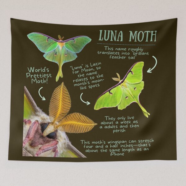 Item preview, Luna Moth Fun Fact designed and sold by KyleNesas.
