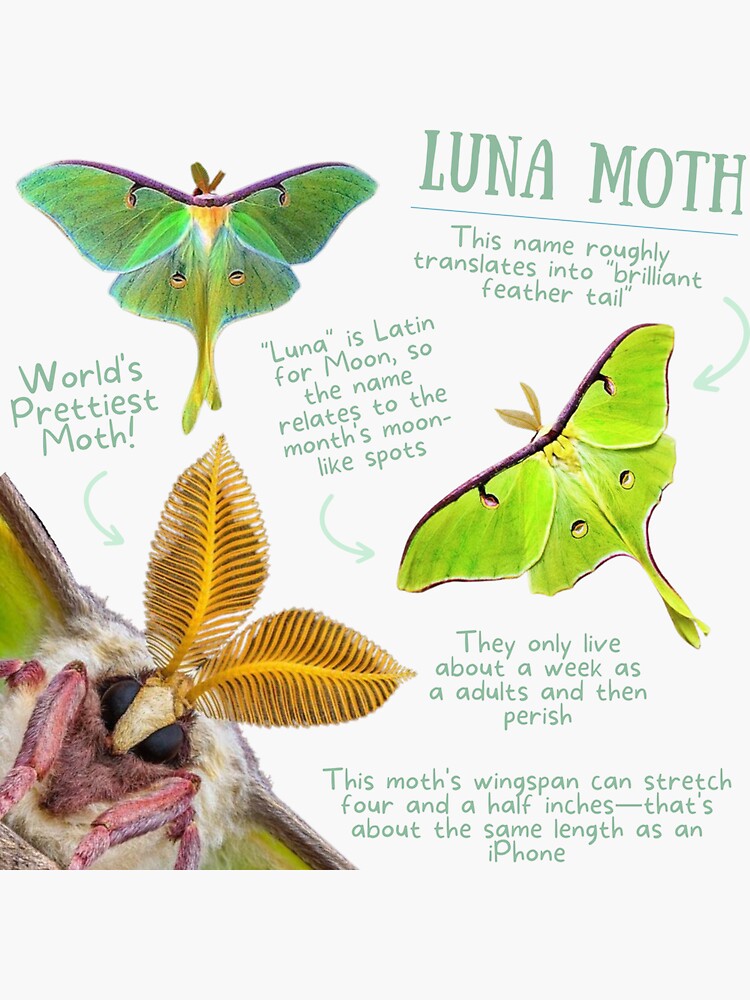 Rosy Maple Moth Facts - Fact Animal