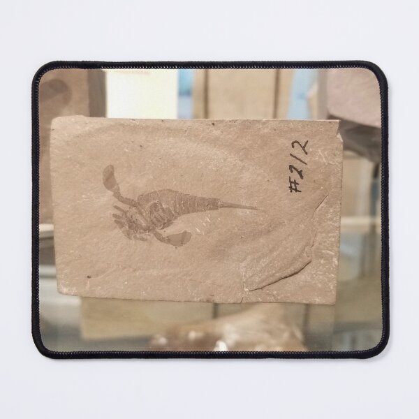 Item preview, Fossil, Eurypterid designed and sold by gratogratto.
