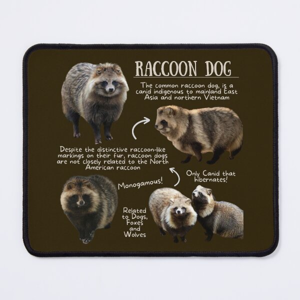 Item preview, Raccoon Dog Fun Fact designed and sold by KyleNesas.