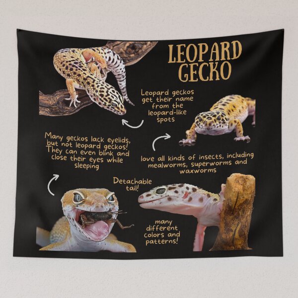 Item preview, Leopard Gecko Fun Facts designed and sold by KyleNesas.