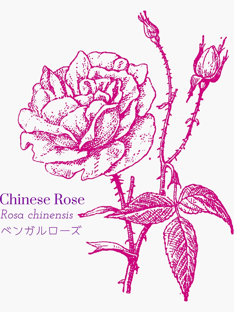 "Chinese Rose ベンガルローズ Flower Scientific Nature Japanese" Sticker for