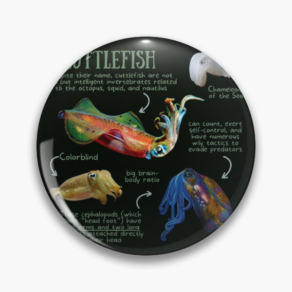 Item preview, Cuttlefish Fun Facts designed and sold by KyleNesas.