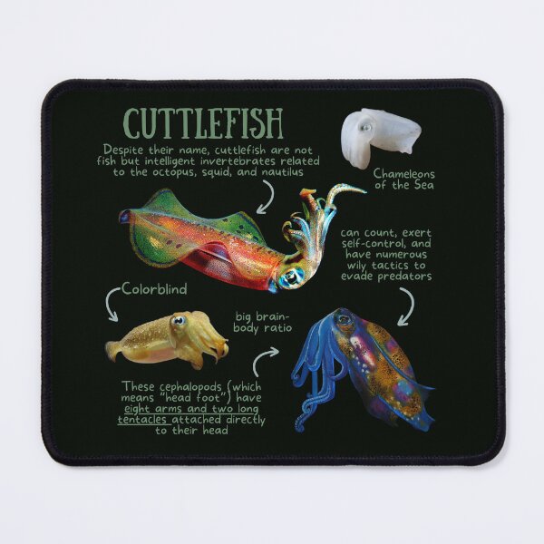 Item preview, Cuttlefish Fun Facts designed and sold by KyleNesas.