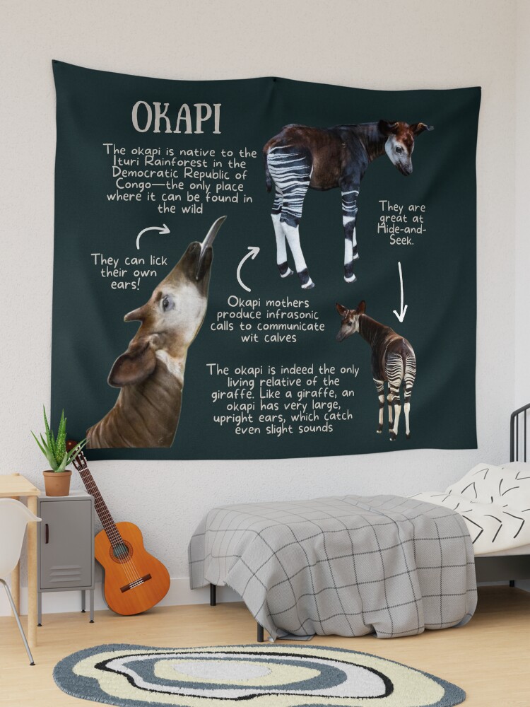 家具・インテリア okapi Okapi Fun Facts