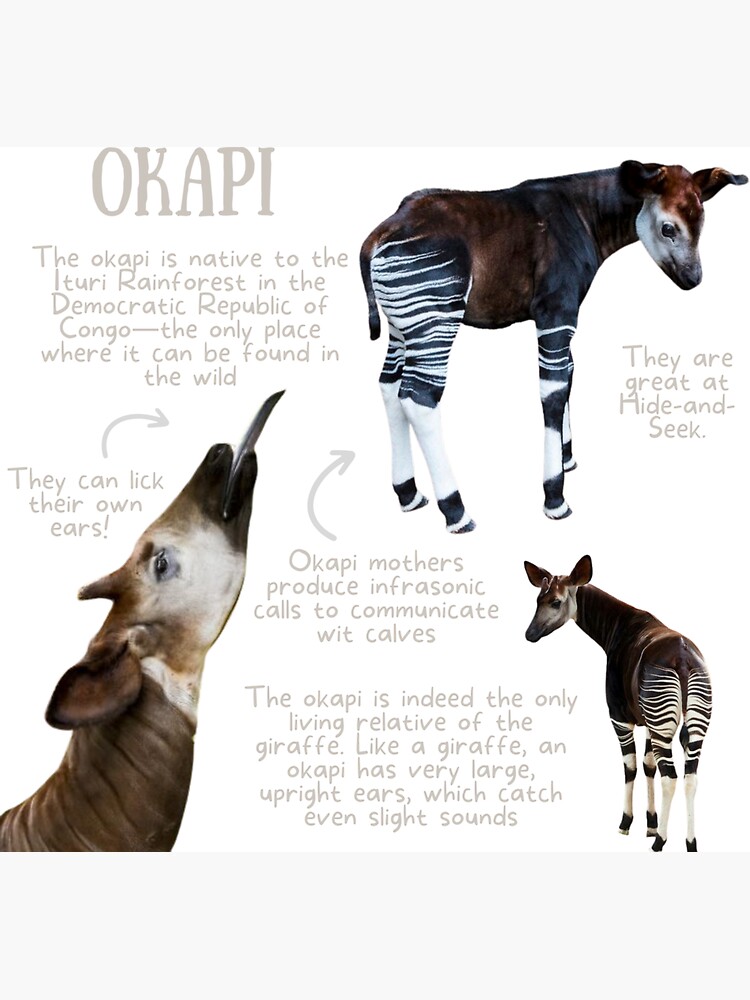 O Is For Okapi Okapi Kids Clothing | Redbubble