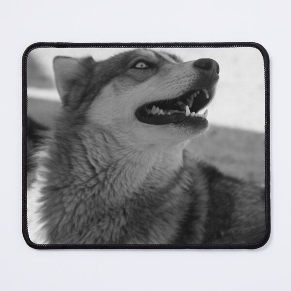 Item preview,  american gray wolf, gray and white wolf lovers, wolfes, pet wolf-dog designed and sold by Nicedeco.
