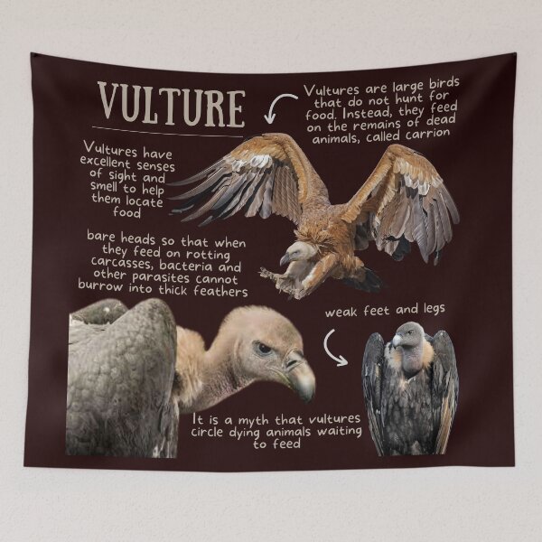 Item preview, Vulture Fun Facts designed and sold by KyleNesas.