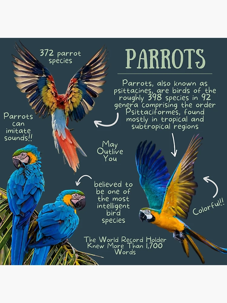 World Parrot Day: Interesting facts about parrots
