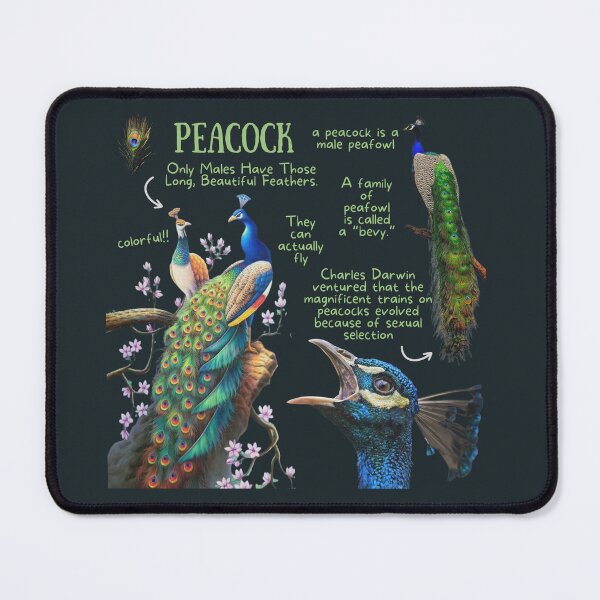 Item preview, Peacock Fun Facts designed and sold by KyleNesas.
