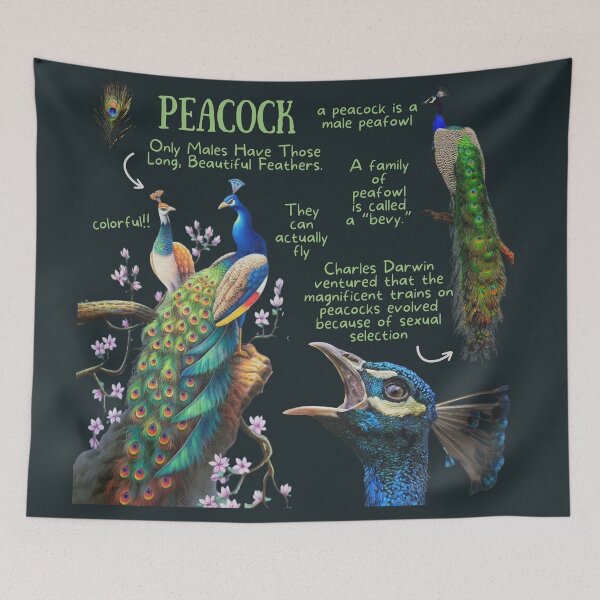 Item preview, Peacock Fun Facts designed and sold by KyleNesas.