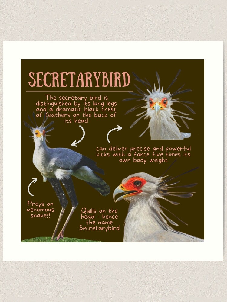 Secretary bird, facts and photos