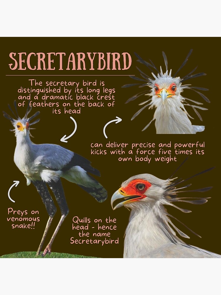 Secretary bird, facts and photos