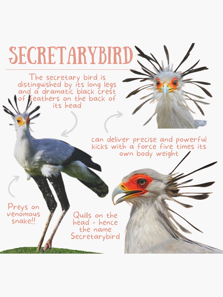 Secretary bird, facts and photos
