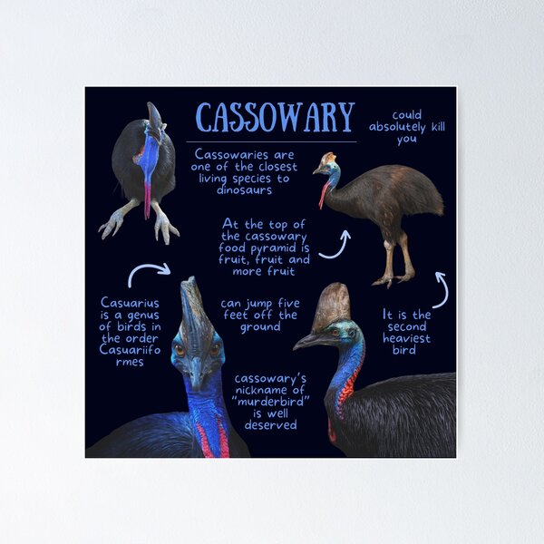 Item preview, Cassowary Fun Facts designed and sold by KyleNesas.