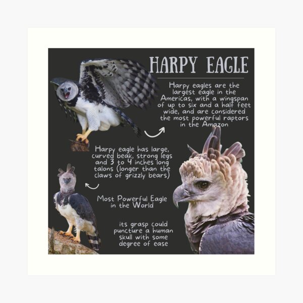 "Harpy Eagle Fun Facts" Art Print for Sale by KyleNesas | Redbubble