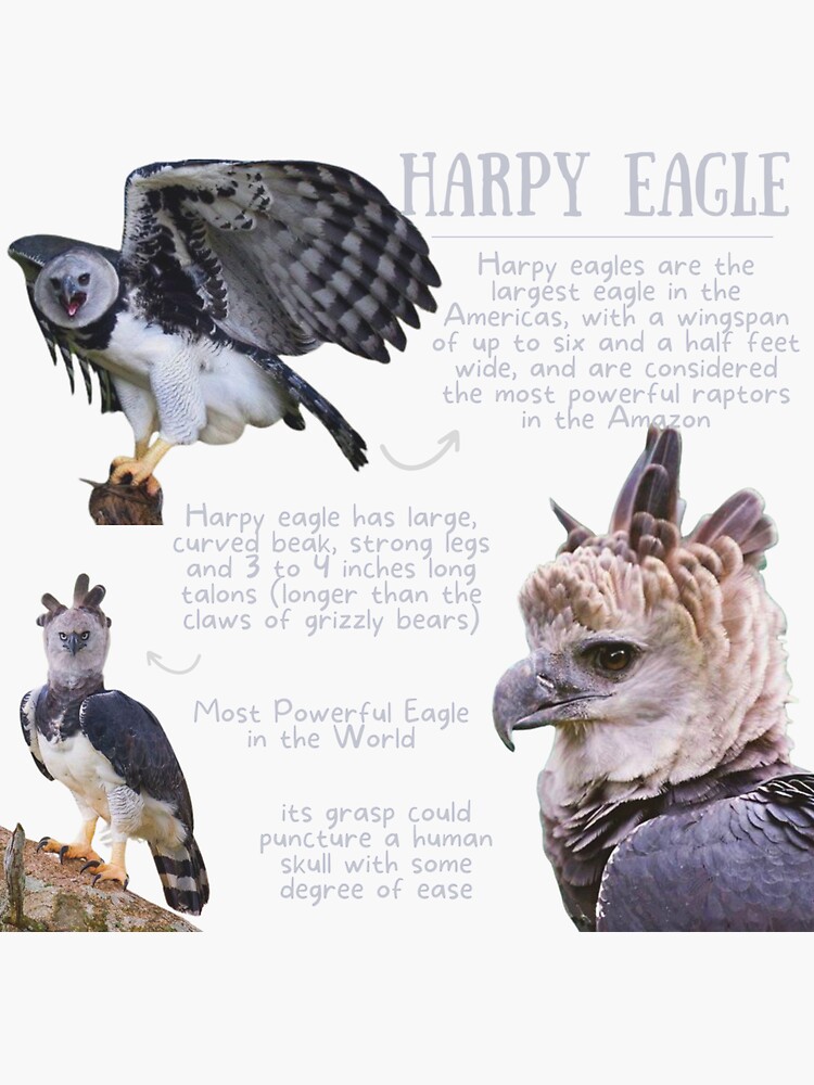 "Harpy Eagle Fun Facts" Sticker for Sale by KyleNesas | Redbubble