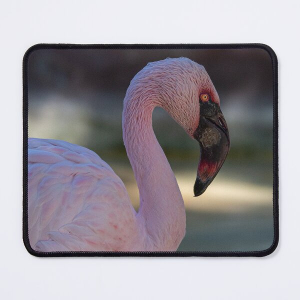 Item preview, Portrait of a greeater flamingo designed and sold by pietrofoto.