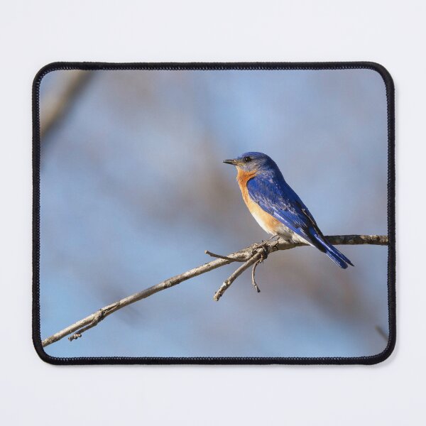 Item preview, Bluebird 2020-1 designed and sold by Thomasyoung.