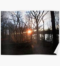 The Enchanted Woodland Poster