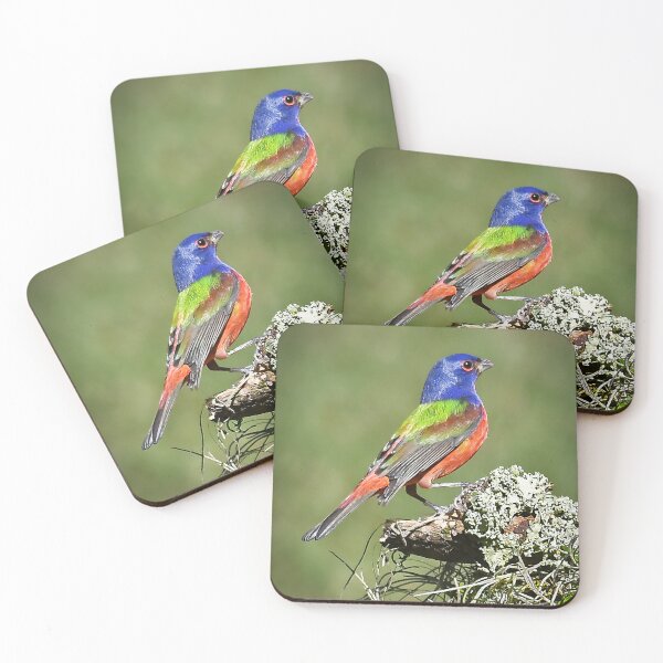 Item preview, Painted Bunting Male Bird in Florida designed and sold by candiscamera.