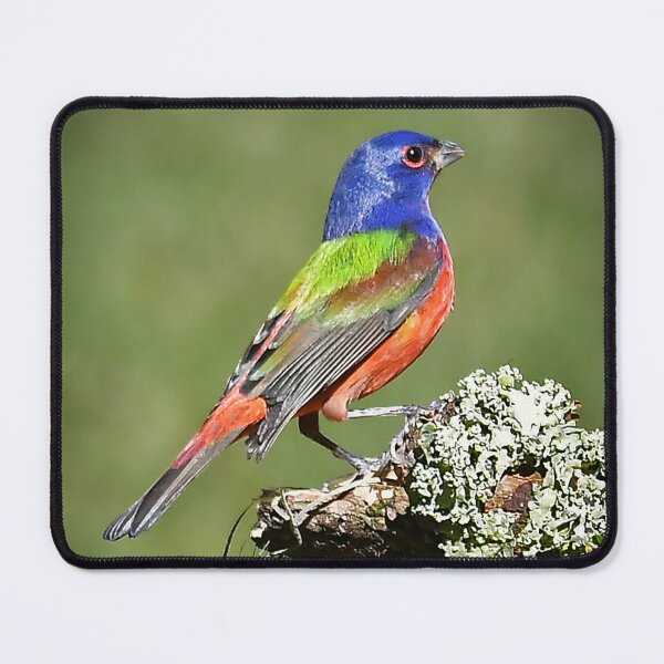 Item preview, Painted Bunting Male Bird in Florida designed and sold by candiscamera.