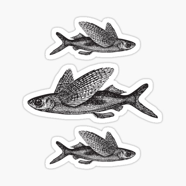 Flying Fish | Vintage Fish | Three Fish | Black and White |  Sticker