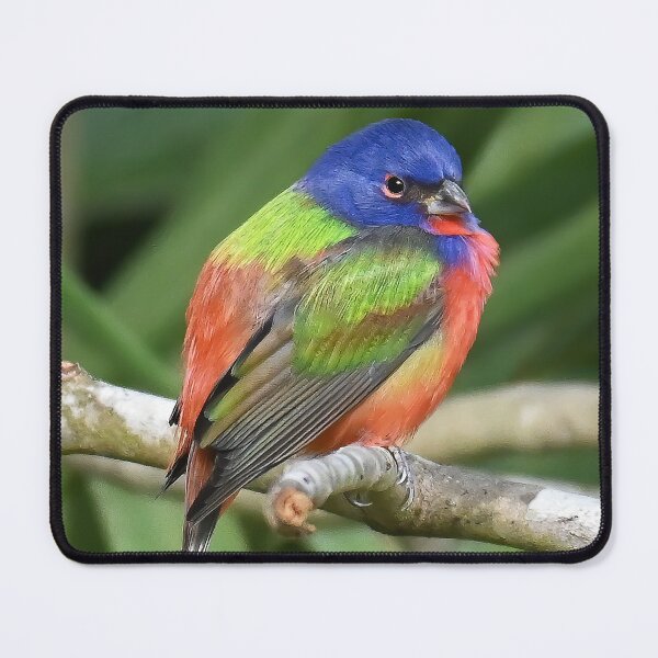 Item preview, Painted Bunting Bird on Branch designed and sold by candiscamera.