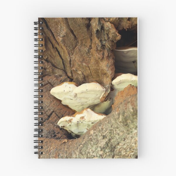Item preview, Bracket Fungus in Tree designed and sold by Sue Robinson.