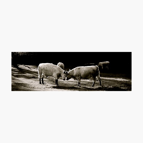 Love Photographic Print