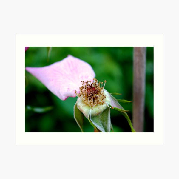 Rose head Art Print
