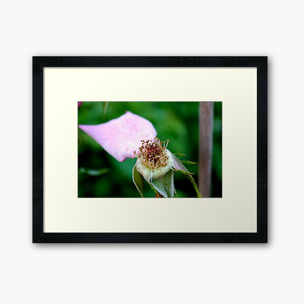 Rose head Framed Art Print