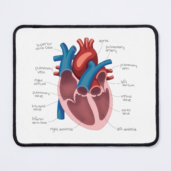 Item preview, Heart Diagram Drawing designed and sold by neatchicdesigns.