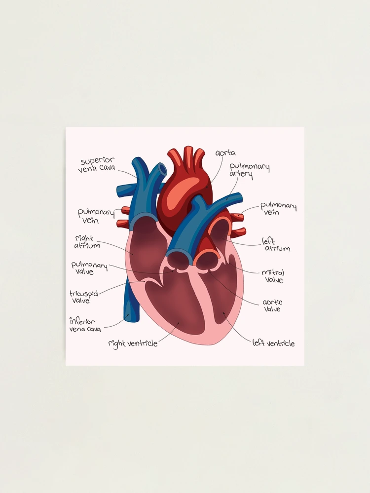 Simple Human Heart Diagram Sticker by Vintage Anatomy Prints - Fine Art  America